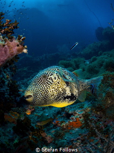 The Puffster ... !

Map Pufferfish - Arothron mappa

... by Stefan Follows 